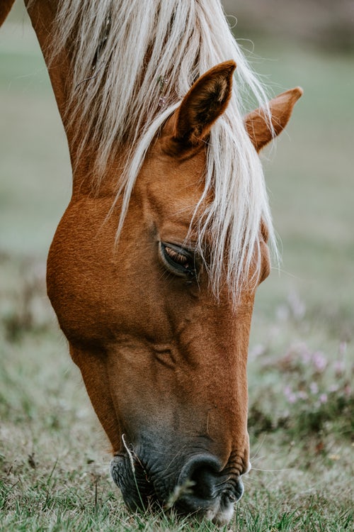 et nærbillede af en hest, der græsser på græs.