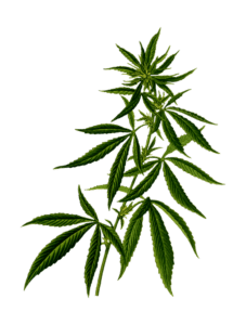en tegning af en marihuanaplante på en grøn baggrund.